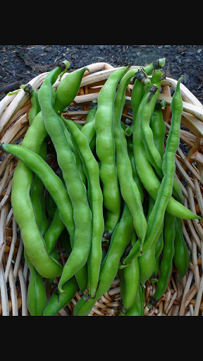 Grocery Store «Tarragon Middle East Market», reviews and photos, 6623 S Dixie Hwy, Miami, FL 33143, USA