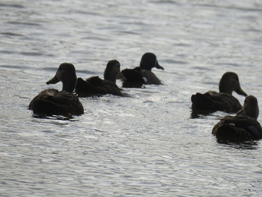 Country Club «Rancho Viejo Resort & Country Club», reviews and photos, 1 Rancho Viejo Dr, Rancho Viejo, TX 78575, USA