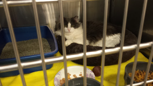 Pet Supply Store «PetSmart», reviews and photos, 1421 Carl D Silver Parkway, Fredericksburg, VA 22401, USA