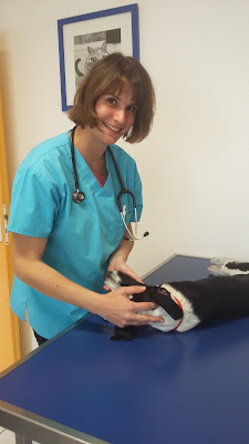 Clinique Vétérinaire La Cardabelle à Jacou
