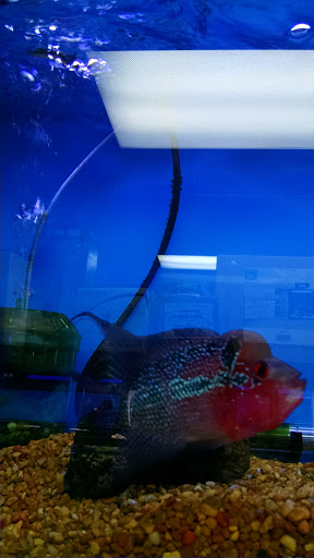 Pet Supply Store «Sea Level Aquarium», reviews and photos, 28 US-46, Pine Brook, NJ 07058, USA