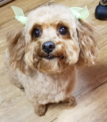 Pet Supply Store «EarthWise Pet Supply - Richardson», reviews and photos, 1310 W Campbell Rd #128, Richardson, TX 75080, USA