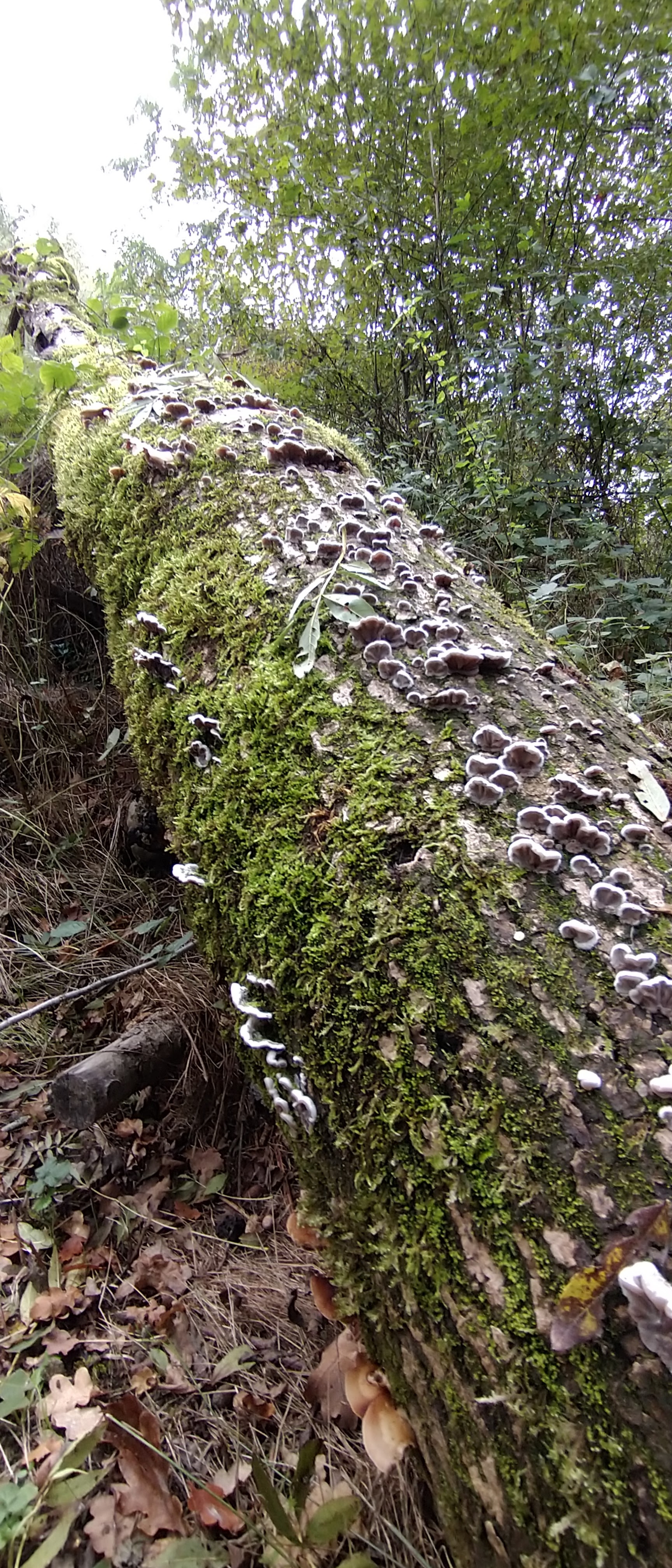 Photo n° 6 de l'avis de loosainto. fait le 27/10/2022 à 15:08
