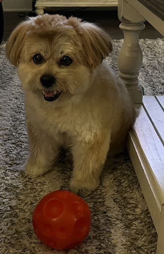 Paradise Paws LLC Dog Grooming