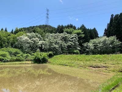 大湫ヒトツバタコ自生地