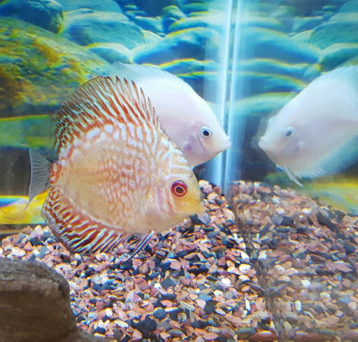 Pet Store «Species Pet Supply», reviews and photos, 1935 W Brandon Blvd, Brandon, FL 33511, USA