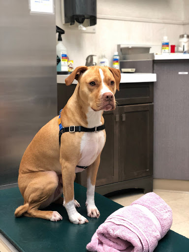 San Bruno Pet Hospital image