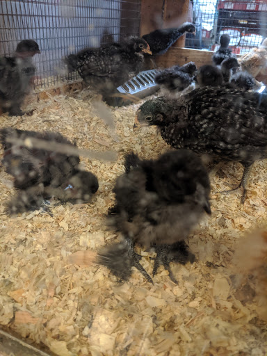 Pet Supply Store «Western Feed & Pet Supply», reviews and photos, 5935 Don Way, Carmichael, CA 95608, USA