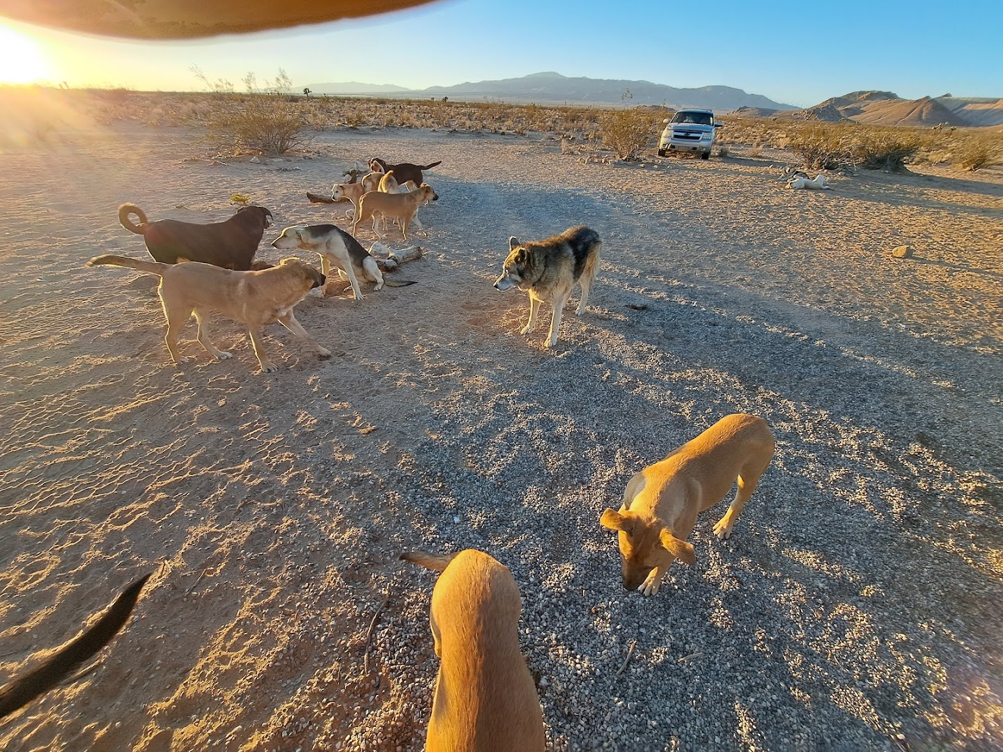 Desert dames dog search and rescue