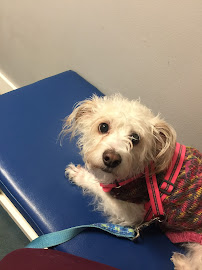 Petsadena Animal Hospital - Photo 4 - Car repair in Pasadena, CA, Pasadena