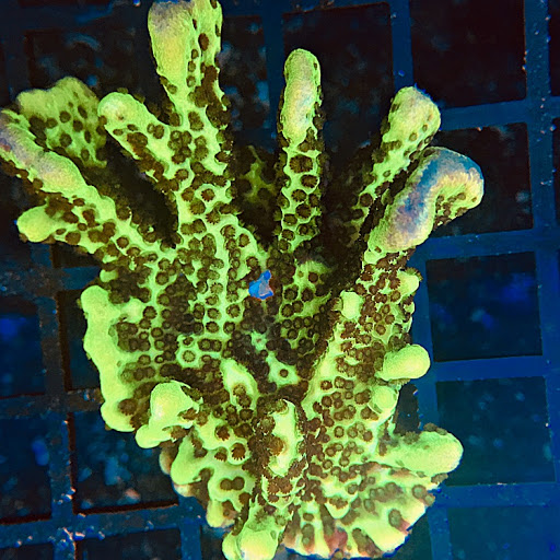 Tropical Fish Store «Aquarium Artisans», reviews and photos, 8005 Plainfield Rd #11, Cincinnati, OH 45236, USA