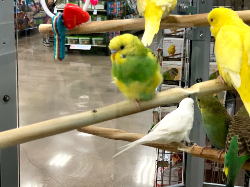 Parrot shops in Austin