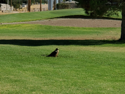 Golf Club «Lone Star Golf Club», reviews and photos, 1510 Hawkins Boulevard, El Paso, TX 79925, USA