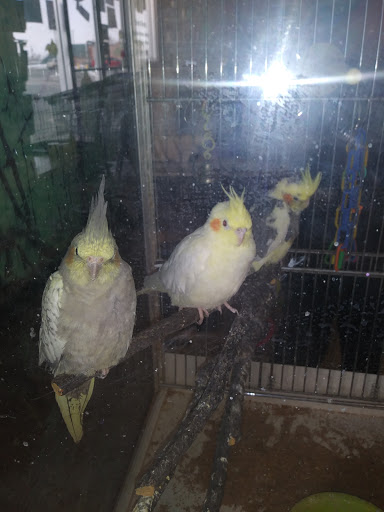 Pet Store «Rockstar Pets», reviews and photos, 215 N Main St, Tooele, UT 84074, USA