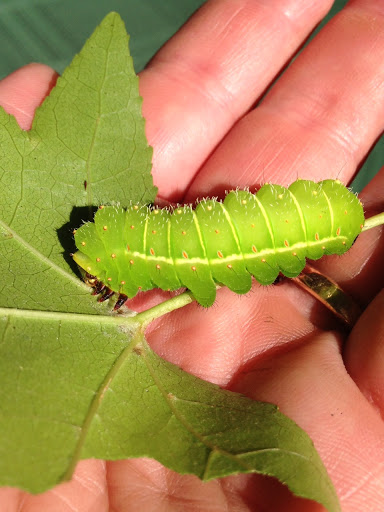 Farm «Idlewild Butterfly Farm», reviews and photos, 1100 Logan St, Louisville, KY 40204, USA