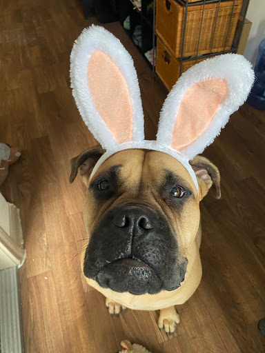 Pet Store «Charm City Puppies», reviews and photos, 8205 Snowden River Pkwy, Columbia, MD 21045, USA