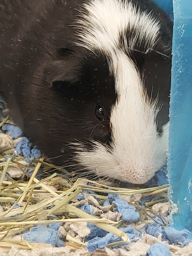 Pet Supply Store «Petco Animal Supplies», reviews and photos, 1060 U.S. 9, Parlin, NJ 08859, USA