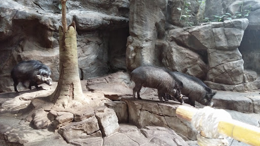 Gift Shop «Minnesota Zoo Gift Shop», reviews and photos, 13000 Zoo Blvd, Apple Valley, MN 55124, USA