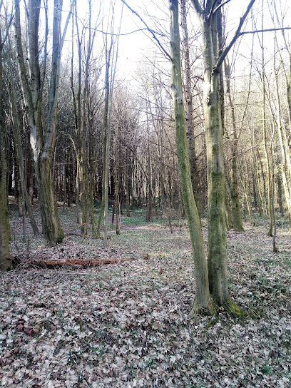 Zaranyi erdő