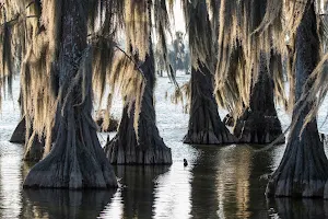 Lake Martin, Louisiana image