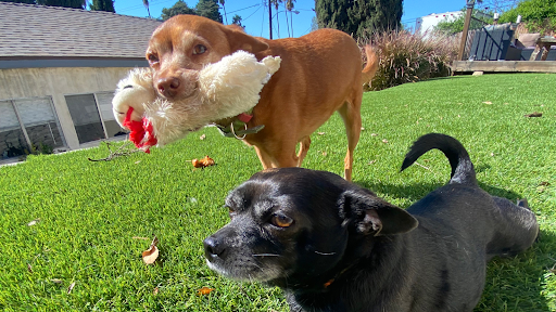 Awwdorable Pets image