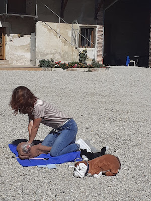 Humanimal - Formation Premiers Secours Canin et Félin à Jonage