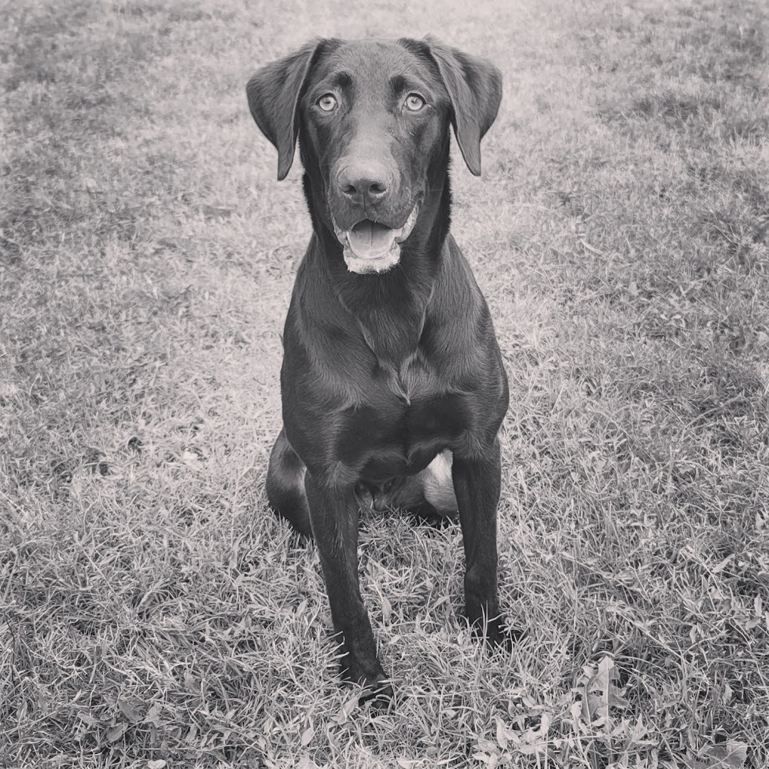Larrabee's Labradors and Pointers