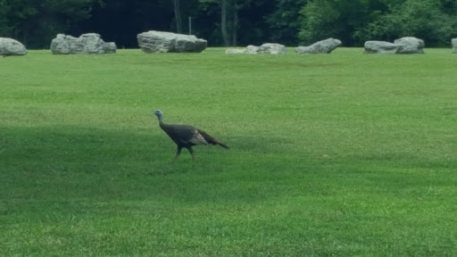 Park «Smyrna Parks & Recreation Department», reviews and photos, 100 Sam Ridley Pkwy E, Smyrna, TN 37167, USA