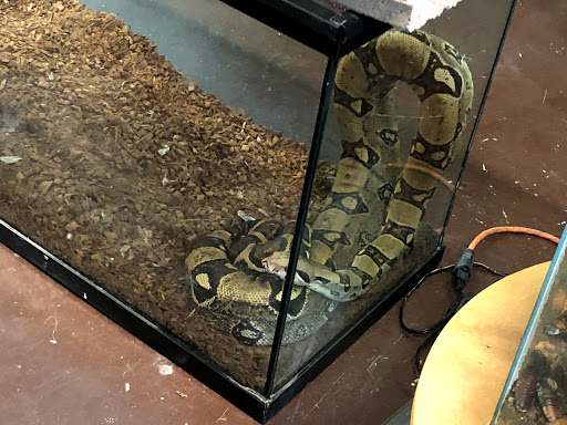 Reptile Store «An Exotic Reptile Pet Shop», reviews and photos, 3115 N 1st Ave, Tucson, AZ 85719, USA