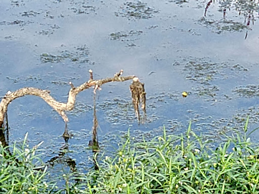 Nature Preserve «GRIGGS RESERVOIR PARK», reviews and photos, 2933 Riverside Dr, Columbus, OH 43221, USA