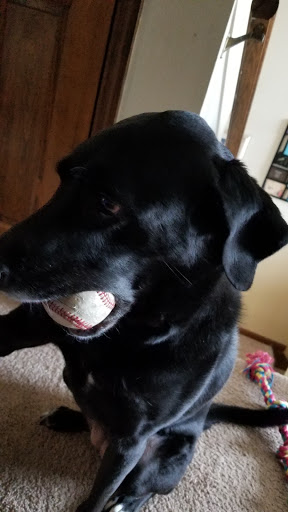 Pet Supply Store «Petco Animal Supplies», reviews and photos, 6137 Mid Rivers Mall Dr, St Charles, MO 63304, USA