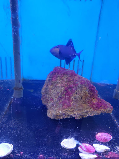 Tropical Fish Store «Richmond Aquarium», reviews and photos, 3645 Speeks Dr, Midlothian, VA 23112, USA