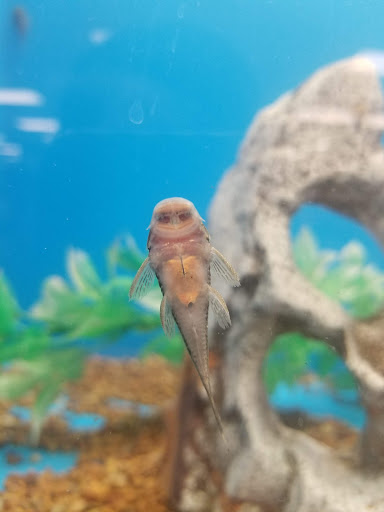 Pet Supply Store «PetSmart», reviews and photos, 11945 Central Ave, Chino, CA 91710, USA