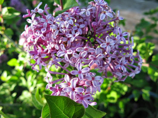 Garden Center «Victoria Gardens», reviews and photos, 1 Cottekill Rd, Rosendale, NY 12472, USA