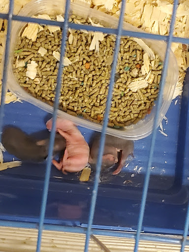 Department Store «Rural King», reviews and photos, 23625 US-23, Circleville, OH 43113, USA