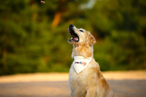 Love4Pets unter Ludwigshafen, 