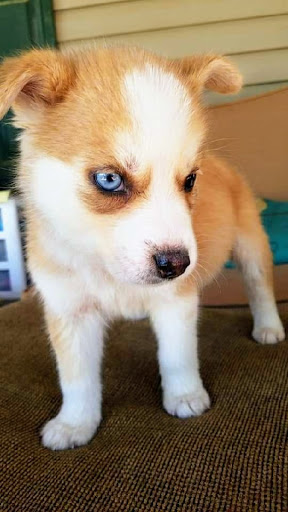 Pet Supply Store «PetSmart», reviews and photos, 1040 Cross Creek Dr, Saltillo, MS 38866, USA