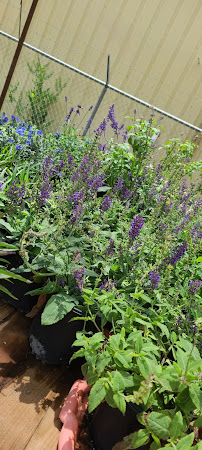 The Garden Of Eden Nursery & Landscape - Photo 3 - Car repair in Midland, TX, Midland