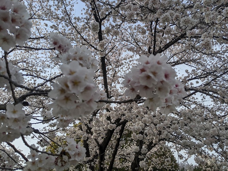 細口池公園