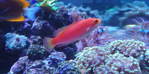 Tropical Fish Store «Aquatic Treasures», reviews and photos, 3211 N Tenaya Way #107, Las Vegas, NV 89129, USA