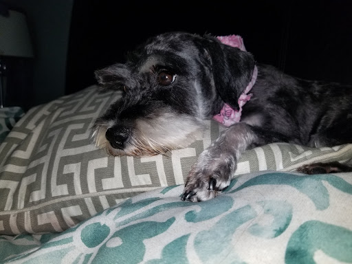 Pet Groomer «iPaw Pet Salons (Evans Rd.)», reviews and photos, 20770 US-281 #106, San Antonio, TX 78258, USA