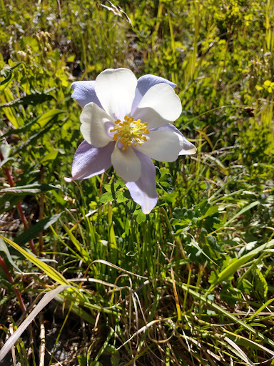 Shopping Mall «Southwood Shopping Center», reviews and photos, 1701 W Ben White Blvd, Austin, TX 78701, USA