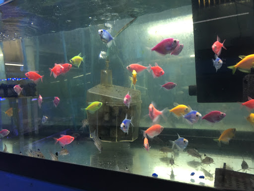 Tropical Fish Store «KHC Aquarium», reviews and photos, 150-1 Northern Blvd, Flushing, NY 11354, USA