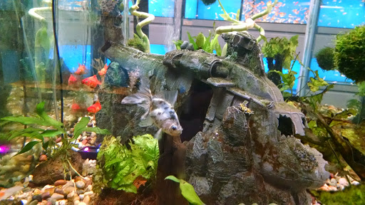 Pet Supply Store «Petco Animal Supplies», reviews and photos, 6301 Pats Ranch Rd, Mira Loma, CA 91752, USA