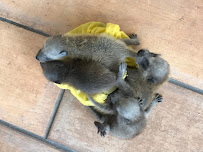 Critter Control of Sarasota - Photo 7 - Car repair in , Fort Lauderdale