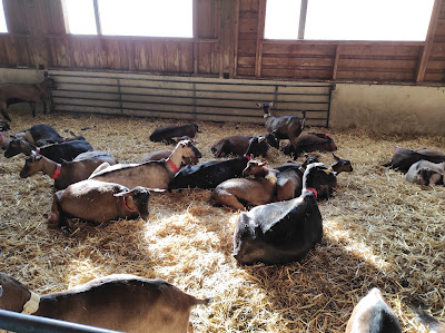 La Ferme des Moises à Habère-Poche