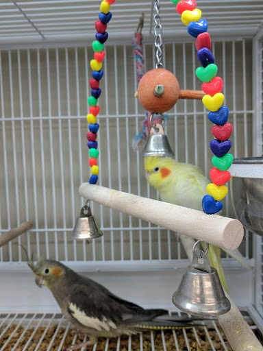 Pet Supply Store «Pet Supplies Plus», reviews and photos, 2927 Riley Fuzzel Rd #400, Spring, TX 77386, USA