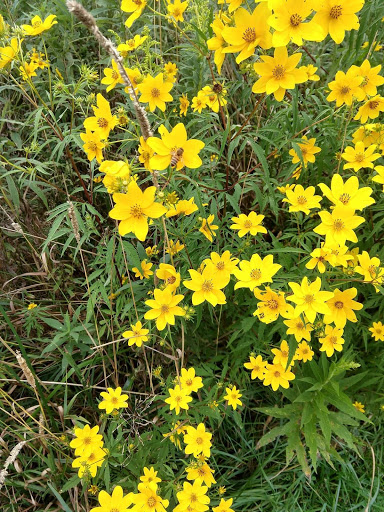 Park «Hickory Creek Preserve - LaPorte Road Access», reviews and photos, 10537 W La Porte Rd, Mokena, IL 60448, USA