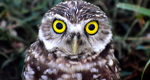 Driftwood Neighborhood Walking Sights