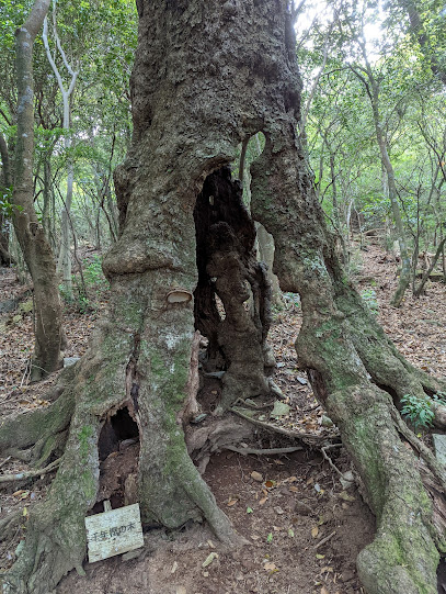 千年樫の木